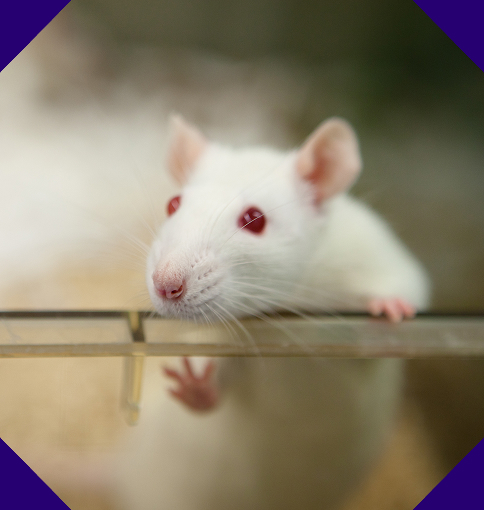 Refinement - Severe Suffering - rspca.org.uk