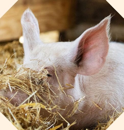Pig in straw