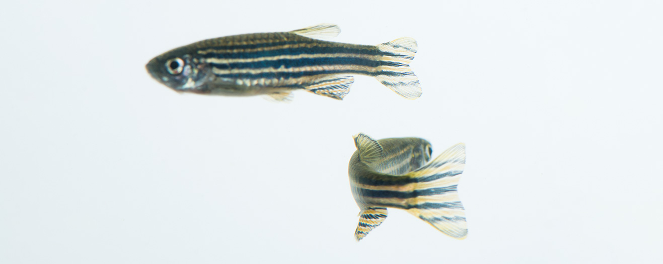 Two stripy fish in water.