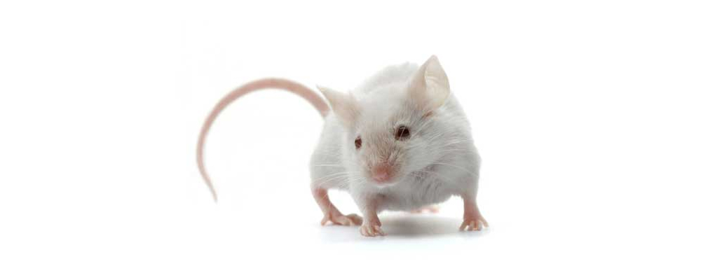 A white mouse against a white background.