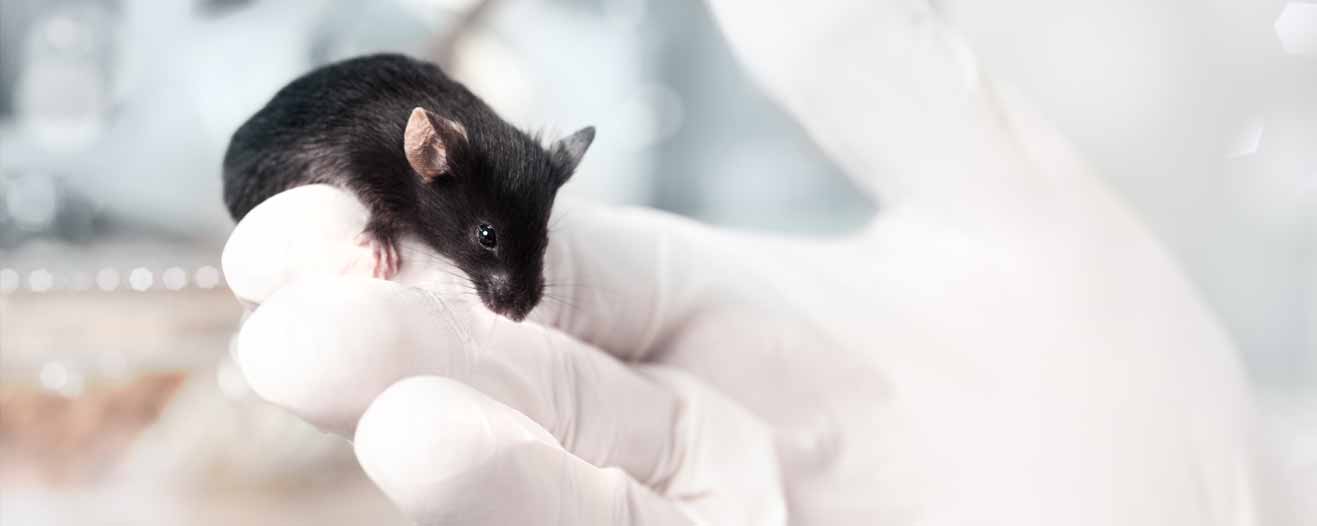 A close-up of a mouse held by a gloved hand.