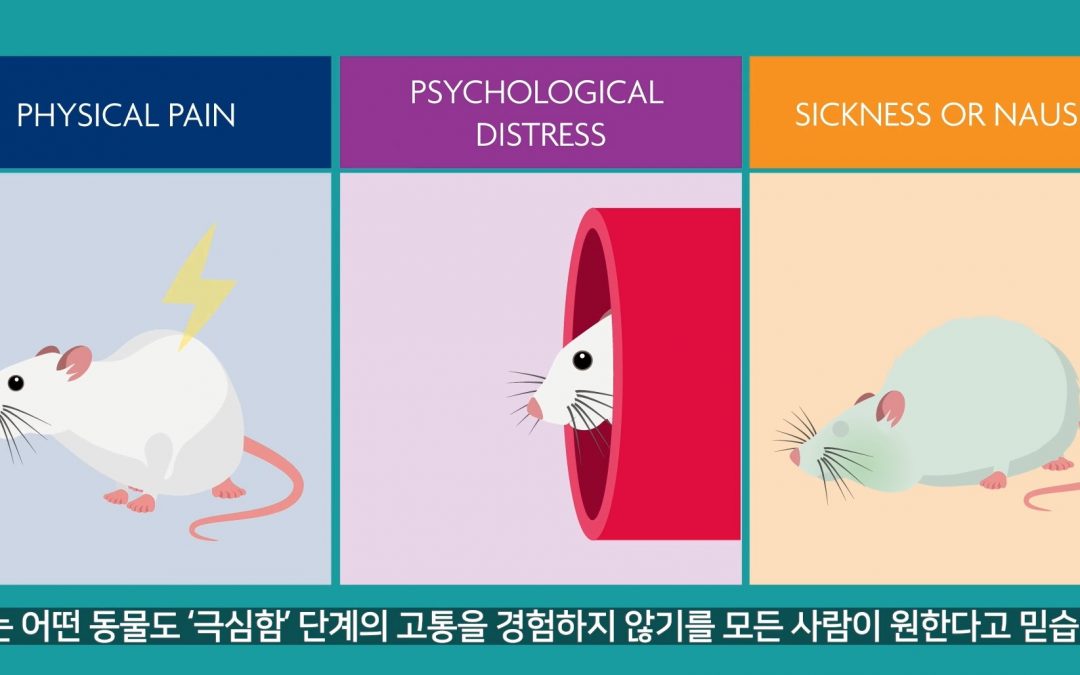 New Korean version of our video: ‘Can we end ‘severe’ suffering’?
